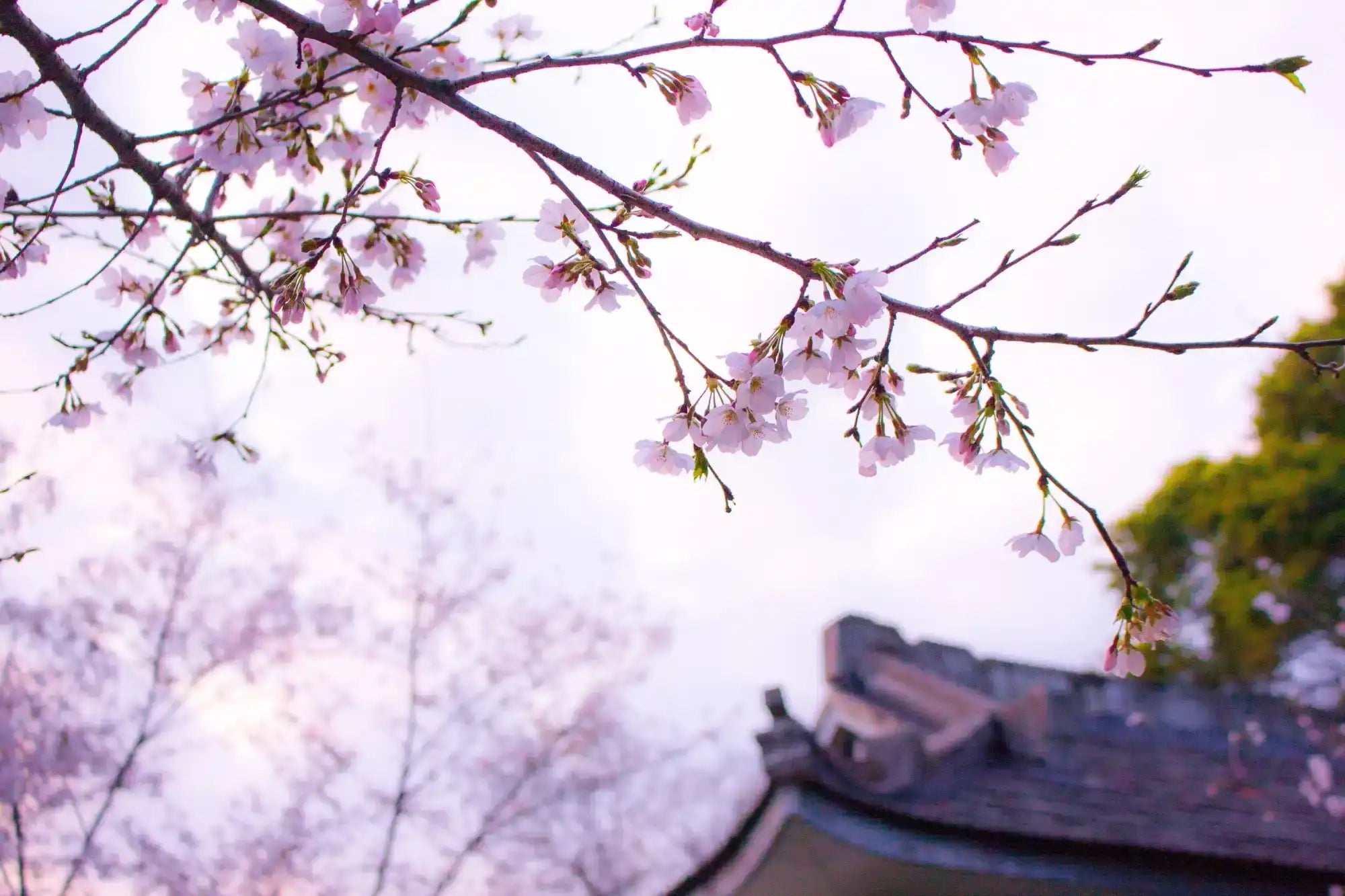 En delikat gren av rosa körsbärsblommor med smala stjälkar och mjuka kronblad.