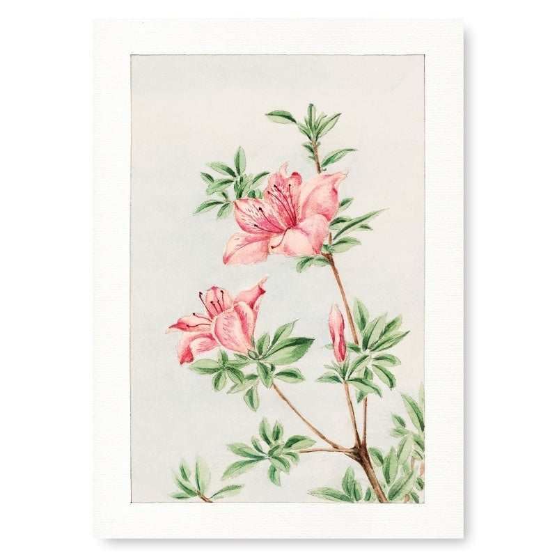 Japansk azalea tryck A3