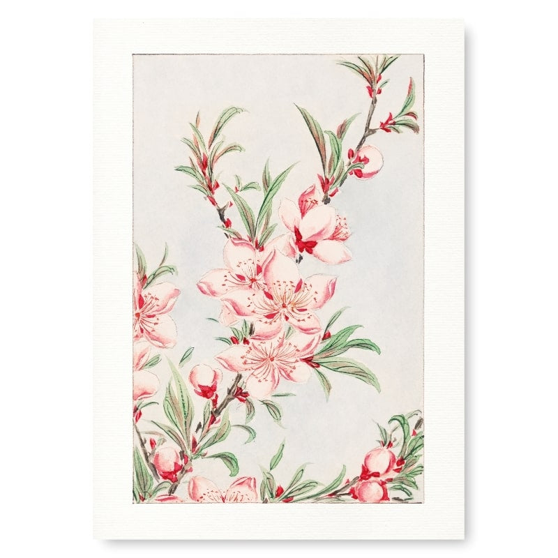 Japanska persikoblommor A3