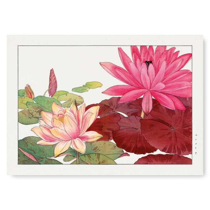 Japanskt tryck Nymphaea Lotus A3
